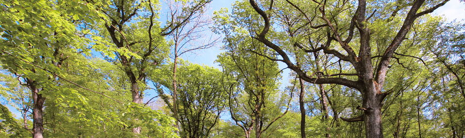 Eichenhochwald in der Region Bülach.