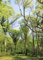 Eichenhochwald in der Region Bülach.